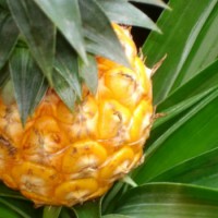 pineapple_sweet_anti-inflammatory_image