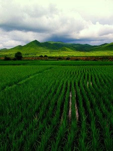 rice_paddy_mountains_pic