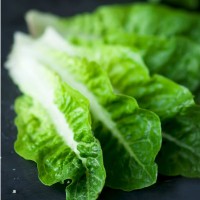 romaine_lettuce_green_stalks_leafy_vegetable_healthy_pic