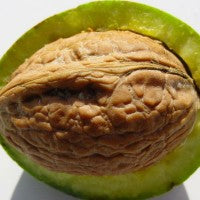 walnut_tree_nut_healthy_fats_pic