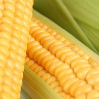 yellow_corn_cob_vegetable_pic