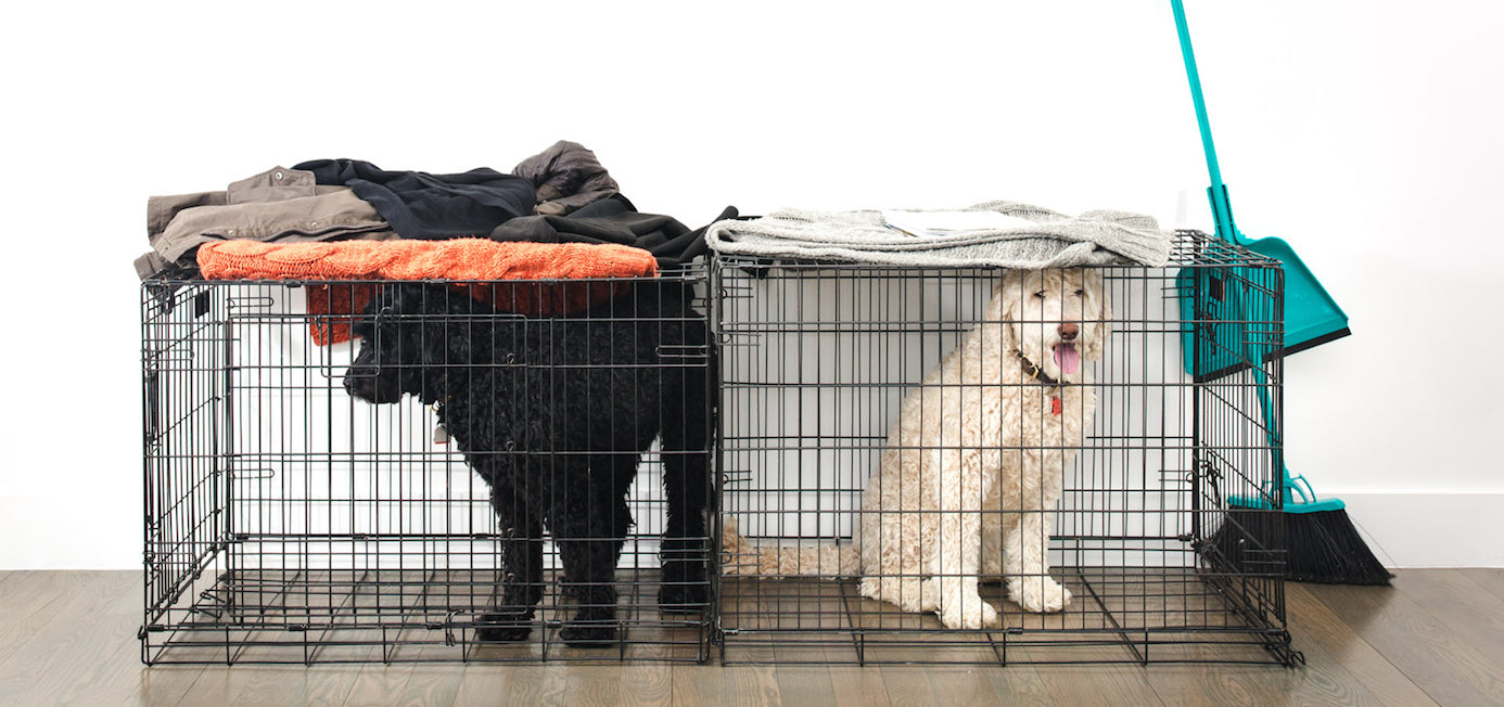 inside dog kennels for large dogs