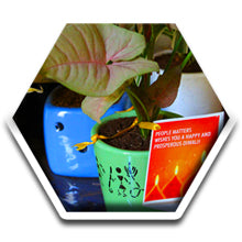 Diwali Gifting, Rolling Nature, Green Gifting, Corporate gifting