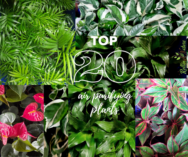 Top, 20, Best, Air, purifying, Plants, NASA, Research, University, India, Health, Indoor, Quality, Pollution