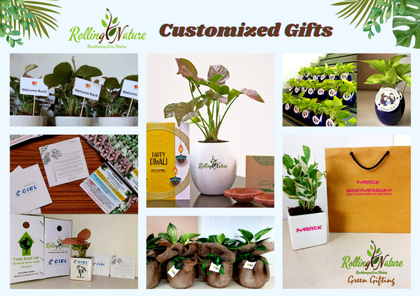 Rolling, Nature, Our Clients, Products, Green, Plants, Indoor, Gifting, Customized, Diwali, Customization, India, Events, Gift, Brand, Logo, Corporate,