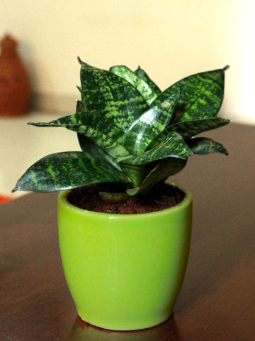 Rolling Nature Air Purifying Mini Snake Plant Sansevieria Hahnii Green Milt in Green Pear Ceramic Pot