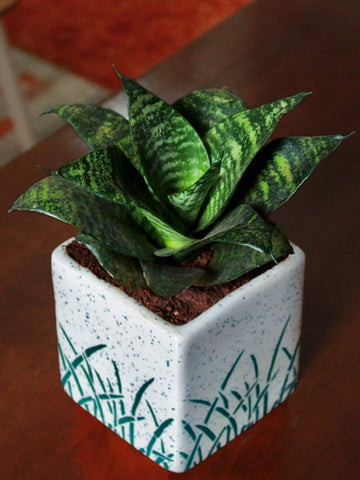 Rolling Nature Ceramic Pot With Sansevieria Hahnii Green Milt Air Purifying Mini Snake Plant