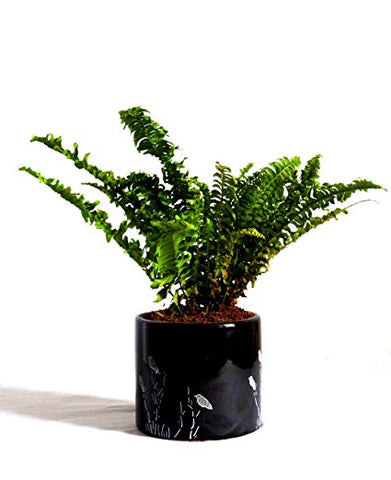 Boston Fern, Ferns,  Plants Online, India, Indoor Plants, House Plants, Feng Shui, Vastu, Air Purifying