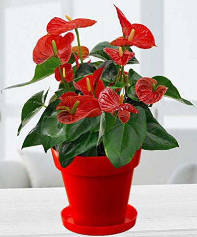 Red Anthurium, Flamingo Lily, Anthurium, Flowering Plants, Plants Online, India, Indoor Plants, House Plants, Feng Shui, Vastu, Air Purifying