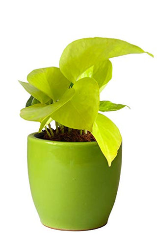 Golden Pothos, Money Plant, Plants Online, India, Indoor Plants, House Plants, Feng Shui, Vastu, Air Purifying