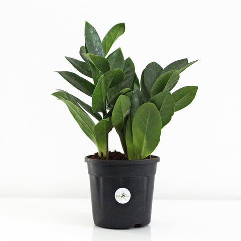 Rolling Nature Air Purifier ZZ Plant