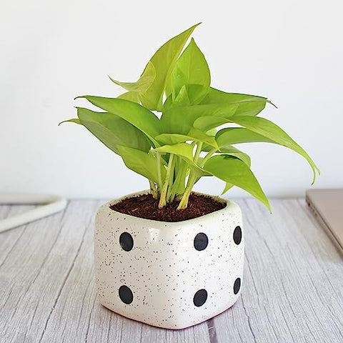 Rolling Nature Good Luck Air Purifying Golden Money Plant in White Dice Ceramic Pot