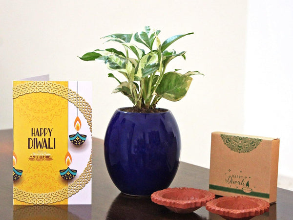 Rolling Nature, Gift, Plants, Home, Indoor, Best , Ceramic, Diwali, Corporate, Customized