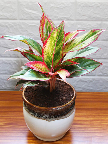 Rolling Nature Red Aglaonema Siam Aurora Chinese Evergreen Plant in White Drip Glazed Pitcher Ceramic Pot