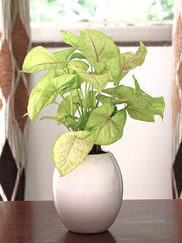 Rolling Nature Good Luck Air Purifying Green Syngonium Plant in White Oval Ceramic Pot
