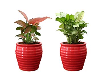 Syngonium, Arrowhead Plant, Goosefoot, Plants Online, India, Indoor Plants, House Plants, Feng Shui, Vastu, Air Purifying