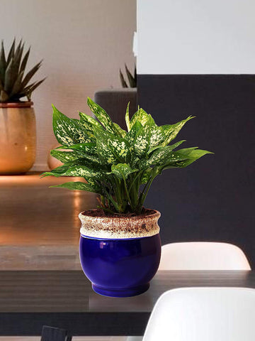 Rolling Nature Good Luck and Air Purifying Green Aglaonema Snow White Chinese Evergreen Plant in Blue Drip Glazed Pitcher Ceramic Pot