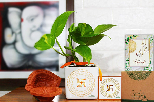 Rolling Nature, Gift, Plants, Home, Indoor, Best , Ceramic, Diwali, Corporate, Customized