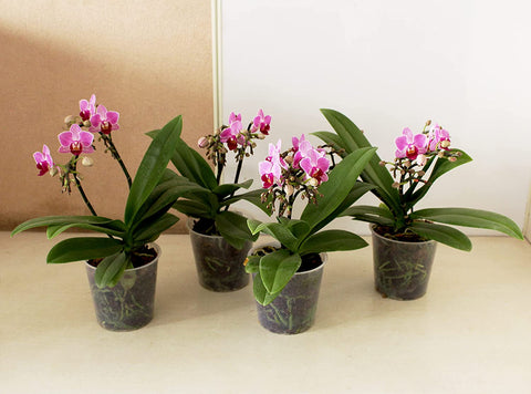 Orchid, Orchids, flower, Rolling,  Nature, Plants, Live, Flowering, Exotic, Rare, Phlaenopsis, Dendrobium