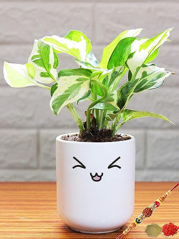 Rakhi Combo of Good Luck Air Purifying N'Joy Money Plant in Silly Emoji White Ceramic Pot