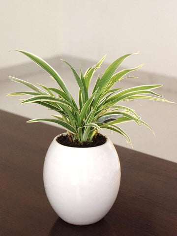 Rolling Nature Air Purifying Spider Plant in White Oval Ceramic Pot