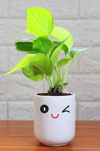 Rolling Nature Good Luck Air Purifying Golden Money Plant in Wink Emoji White Ceramic Pot
