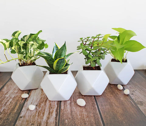 Rolling Nature 4 Live Indoor Plants Combo - Money Plant, Snake Plant, Jade Plant and Golden Pothos - Low Maintenance Air Cleaning Plants for Home or Office in White Diamond Glacier Ceramic Planter
