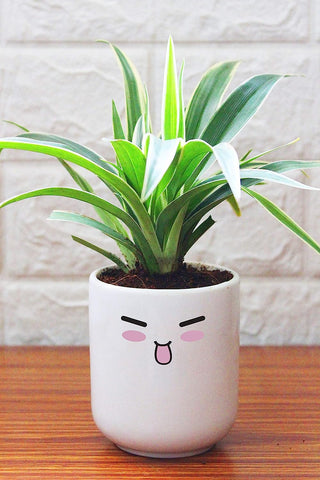 Rolling Nature Air Purifying Spider Plant in Crazy Emoji White Ceramic Pot
