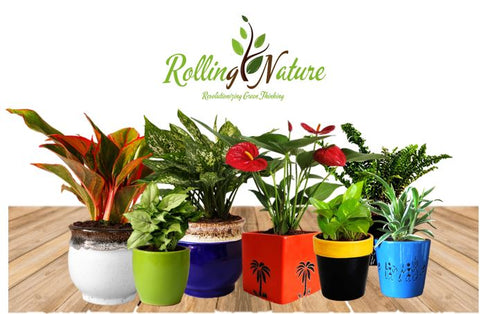Plants Online, Shopping, India, Live Plants, Indoor, House Plants, Good Luck, Air Purifying, Crassula, Jade, Money Plant