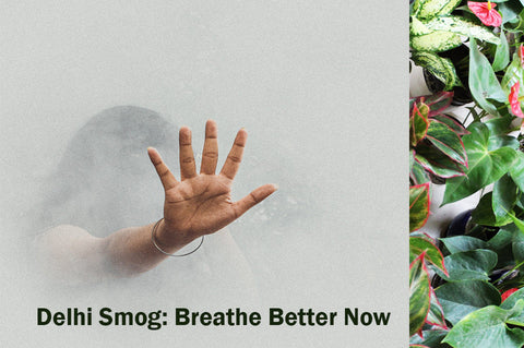 Plants, Indoors, Breathe, Health, Rolling, Nature, Delhi, NCR, Plants, Smog, Diwali, Stubble, Pollution, Indoors, Outdoors, PPM, Airpurifying,