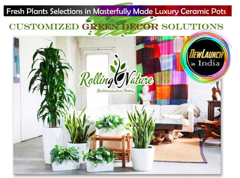 customized green decor, green plants, live, natural, online, Indoor, Outdoor, Planters, Pots