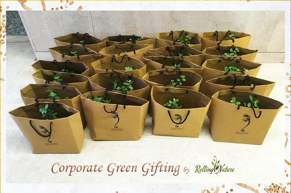 Rolling Nature Diwali Corporate Gifting Plants Jade Aralia Customized