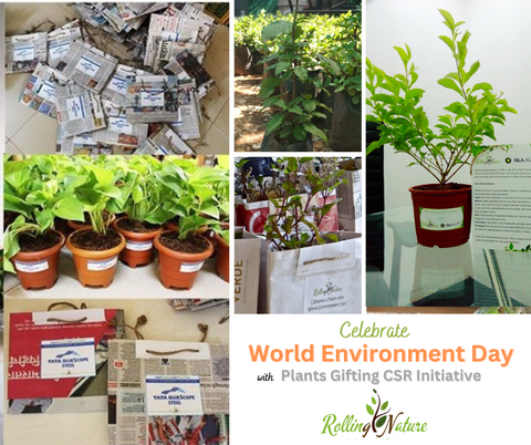 CSR, Corporate, Social, Responsibility, Gift, Plants, Campaign, Company, Event, Environment, Day, Gifting, Customized, Indoor, Live