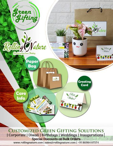 Rolling Nature, Green Gifting, Plants, Indoor , Pots Ceramic, Customization, 
