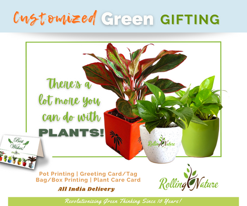 Rolling Nature, Corporate,  Gifting, Customized, Plants, Gifts, Occasions, Logo, Branding, India,