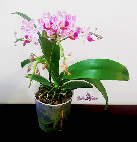 Orchid, Purple, Pink, Rolling, Nature, Flower, Plant, Live, Flowering, Online, Buy, shopping