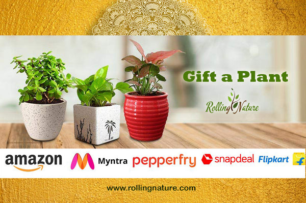 Rolling, Nature, Green, Plants, India, Gift, Gifting, Occasion, Online, Best, Indoor, Customized, Ceramic, Pots, Planters, Houseplants, Dew, Round, Square, Good, Luck, Vastu, Air Purifying, Low, Maintenance, 
