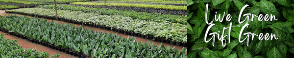 Rolling Nature Clients Corporate Gifts India Plants Nursery garden