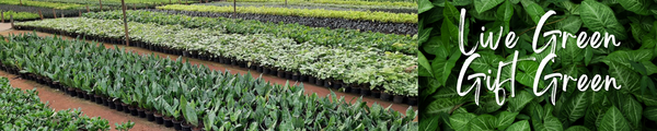 Rolling Nature Diwali corporate gifting plants ready to display plants pest free plants low maintenance plants long shelf life plants high tech facility plants plant experts plant gift plant decor