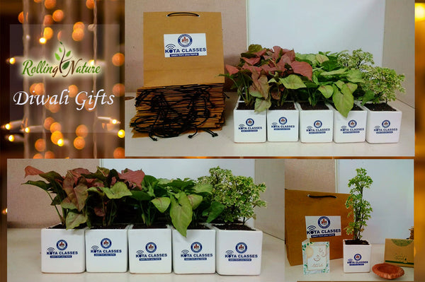 Rolling Nature Diwali Corporate Gifting Plants Customized