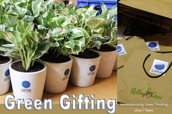 Rolling Nature Diwali Corporate Gifting Plants Customized