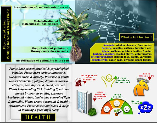 Rolling Nature, NASA, Science, Phytoremediation,  Air, Pollution, Indoors, plants, AQI, Filter, VOC's, Benefits, Rolling, Nature, Health, Fresh, Air, Houseplants,