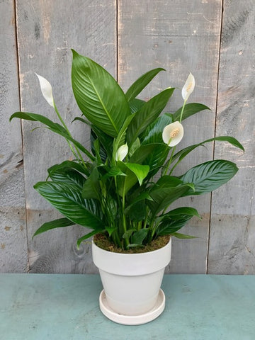 Peace Lily, Spathyphylum,  Plants Online, India, Indoor Plants, House Plants, Feng Shui, Vastu, Air Purifying