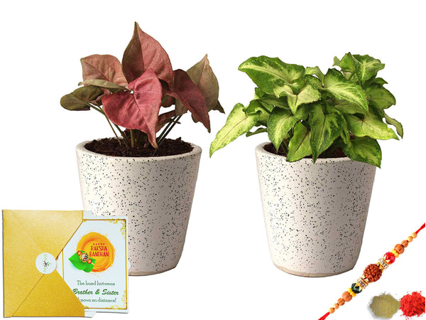 Plants, Rakhi, Combo, Money, Plant, Live, Fresh, Rakshabandhan, Gifts, Brother, Sister, Rolling Nature, Pearl rakhi, Unique, Idea, Good Luck, fengshui