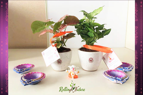 Green, Corporate, Gifts, Plants, Diwali, Brand, logo, Diya, Syngonium, Money, Plant, Indoor, Rolling, Nature, Gifting, Best, India, Eco-Friendly, Pots, ceramic, Planters, Customized