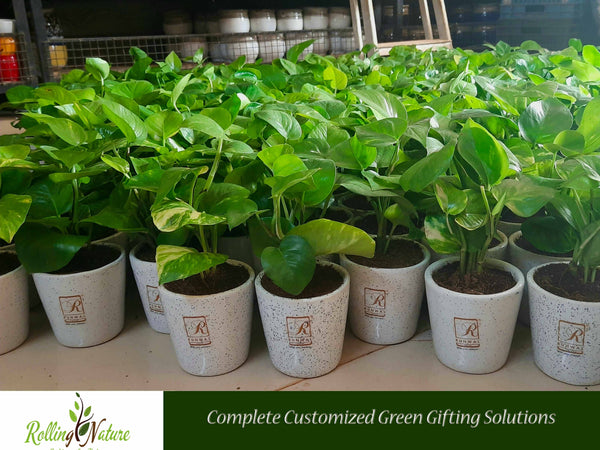 Rolling Nature Diwali Corporate Gifting Plants