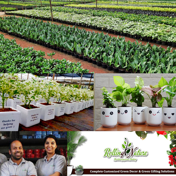 Sajin Kumar, Vandana Chaudhary, Co-Fouder, Rolling Nature, Plants Online, Green Gifting