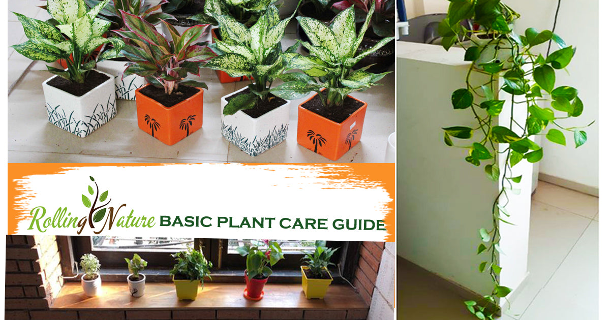 Rolling, Nature, Plants, Online, Money, Plant, Jade, Aglaonema, Aralia, Indoor, Houseplants, Care, Guide,  India,