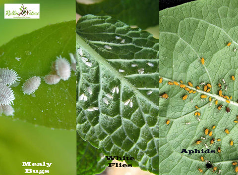 Aphids, mealybugs and scales