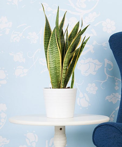 Snake Plant, MILT, Sensivieria, Plants Online, India, Indoor Plants, House Plants, Feng Shui, Vastu, Air Purifying